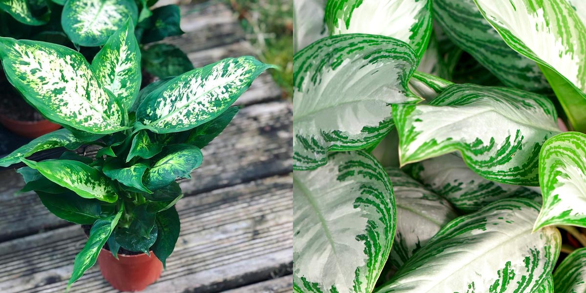 5-kamerplanten-die-in-een-donkere-ruimte-kunnen-staan-dieffenbachia