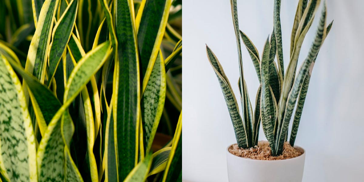 5-kamerplanten-die-in-een-donkere-ruimte-kunnen-staan-sanseviera
