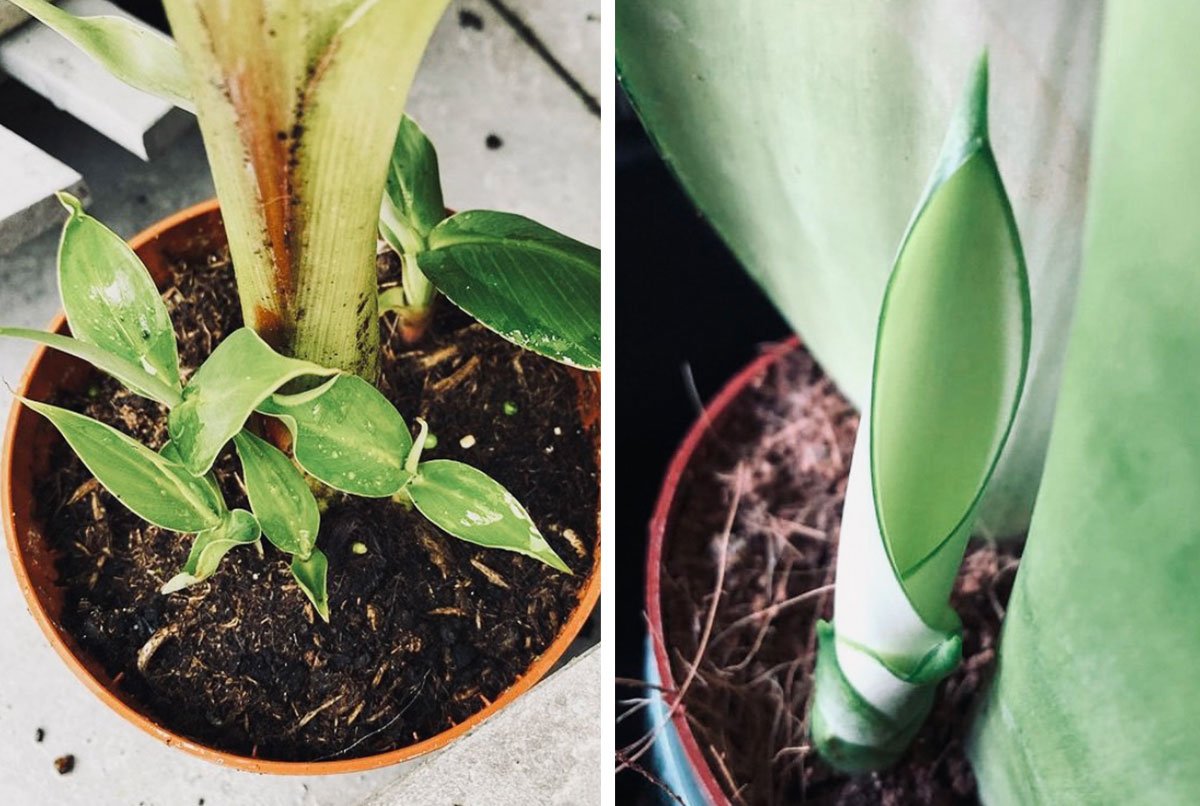 Plant met babyplanten