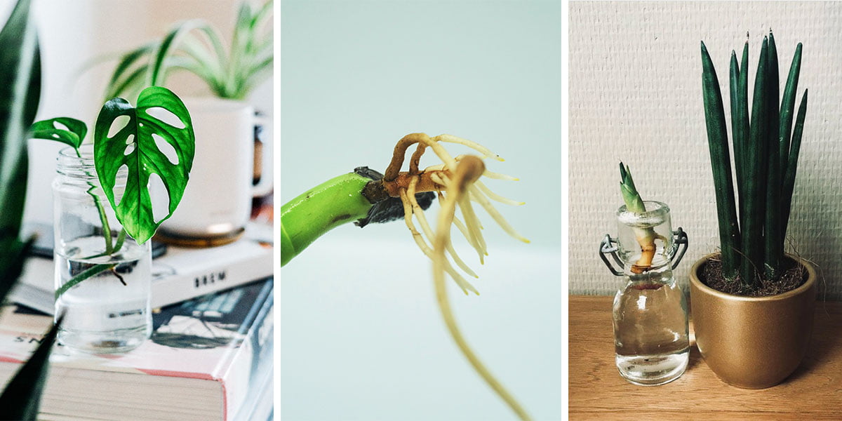 Planten met luchtwortels