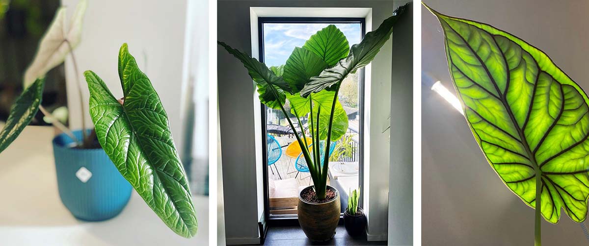 Alocasia standplaats
